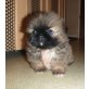 Ali, Pekinese Welpen - Rüde