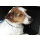 Ali, Terrier-Mix - Rüde