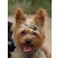 Ali, Yorkshire Terrier - Hündin