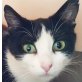 Aliah, Pflegestelle in Plankstadt - Katze
