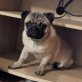 Alibaba süßer Mops sucht Kuschelkorb, Mops - Rüde