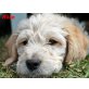 Alice, Age, Aika, Abba vom Kastanienhof, Labradoodle Welpen - Rüde
