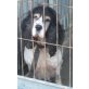 Alice, Amerikanischer Cockerspaniel - Hündin