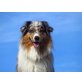 Alice, Australian Shepherd Dog - Hündin