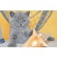 Alice, Britisch Kurzhaarkatze - Katze