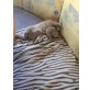 Alice , Britisch Kurzhaarkatze - Katze
