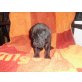 Alice, Deutsche Dogge - Hündin