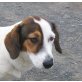 Alice, Jack-Russel - Hündin