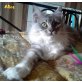 Alice, Maine Coon Perser - Katze