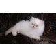 Alice, Perser - Katze