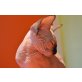Alice, Sphynx - Katze