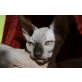 Alice, Sphynx - Katze