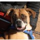 Alicia, Boxer - Hündin