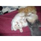 Alina, Cappucino, Britisch Kurzhaar x Unbekannt - Katze