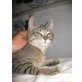 Alina, Hauskatze - Katze