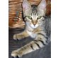 Alina, Hauskatze - Katze