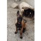 Alina, Malinois - Hündin