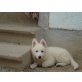 Alina, Weißer Schweizer Schäferhund - Hündin