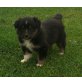 Alira, Australian Shepherd Dog Welpen - Hündin
