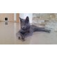 Alisa, Russisch Blau - Katze