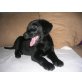 Alischa, Labrador Retriever Welpen - Hündin