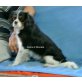 Alisha, Cavalier King Charles Spaniel Welpen - Hündin