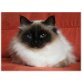 Alisha, Heilige Birma - Katze