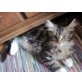 Alisha ...., Maine Coon - Katze