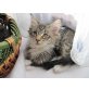 Alisha, Maine-Coon/Perser - Katze
