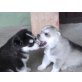 Alisha und Aura, Siberian Husky Welpen - Hündin