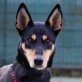 Aliza, Dobermann-Schäfer-Mix - Hündin