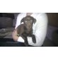 Allegra, Labrador-Schnauzer Welpen - Hündin