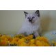 Allerliebstes Ragdollkitten, Ragdoll - Katze