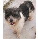 Ally, kleiner Terrier-Mischling - Hündin