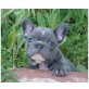Alma, Französische Bulldogge Welpen - Hündin