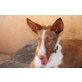 Alma, Podenco - Hündin