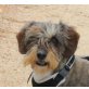 Alma - Seniorin - NOTFALL, Zwergschnauzer - Hündin