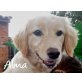 Alma-ist ein lustiges Hundemädchen!!!, Retriever-Mischling - Hündin
