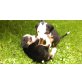 Alpenbeagle Welpen - Rüde