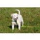 Alpino, ALPINO - Eine Handvoll Hund im Augenblick! Welpen - Rüde