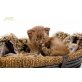 Alston´s Chocoprinz IMANO, Britisch Langhaar - Kater