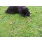 Altdeutsch/ Husky/ Eurasier Welpen - Rüde