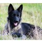 Altdeutsche Schäferhunde - Hündin