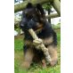 Altdeutsche Schäferhunde - Hündin