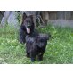 Altdeutsche Schäferhunde - Rüde