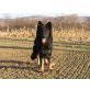 Altdeutsche Schäferhunde - Rüde