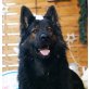 Altdeutsche Schäferhunde - Rüde