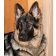 Altdeutsche Schäferhunde - Rüde