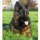 Altdeutsche Schäferhunde - Rüde