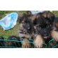 Altdeutsche Schäferhunde Welpen - Hündin